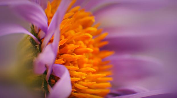 flower, bud, pollen Wallpaper 3840x2400 Resolution