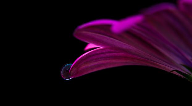 flower, drop, petals Wallpaper 1080x2244 Resolution
