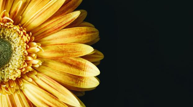 flower, petals, yellow Wallpaper 850x480 Resolution