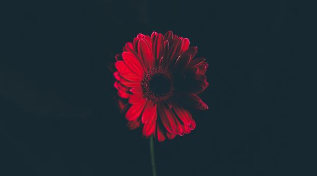 flower, red, stem Wallpaper