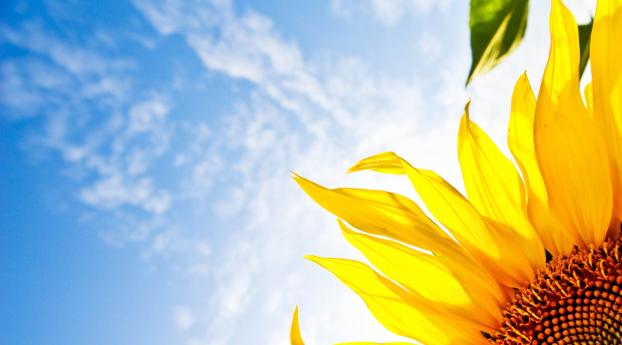 flower, sunflower, sky Wallpaper 1080x2256 Resolution