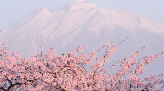flower, tree, mountain Wallpaper