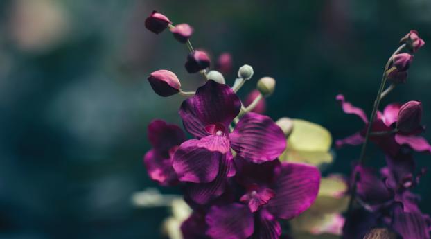 flower, violet, petals Wallpaper 720x1280 Resolution