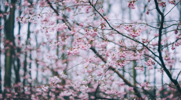 flowering, spring, branches Wallpaper 480x854 Resolution