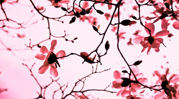 flowers, branch, dry petals Wallpaper 2560x1024 Resolution