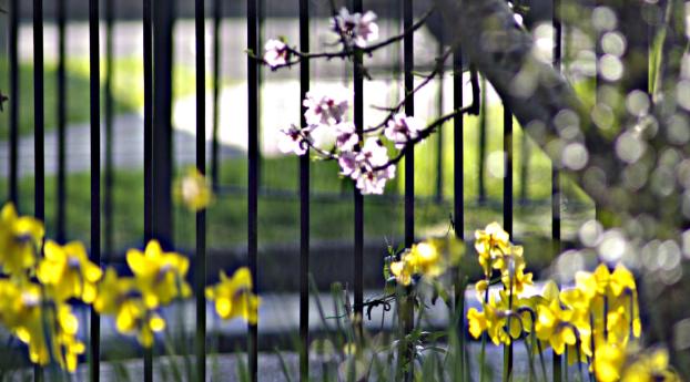 flowers, branches, fence Wallpaper 1450x550 Resolution