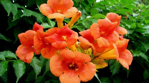 flowers, bright, orange Wallpaper 1280x960 Resolution