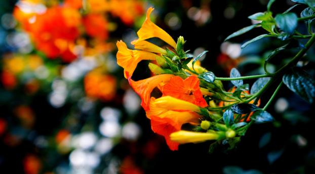 flowers, buds, closeup Wallpaper 1080x2316 Resolution