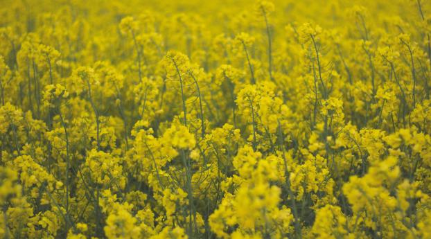 flowers, field, yellow Wallpaper 3840x2400 Resolution