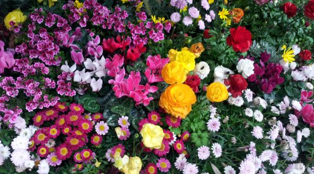 flowers, flowerbed, flora Wallpaper 2560x1664 Resolution