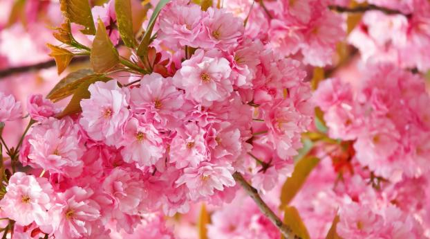 flowers, flowering, pink Wallpaper 1536x215 Resolution