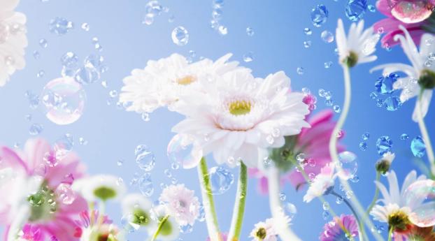 flowers, liquid, droplets Wallpaper 1400x900 Resolution