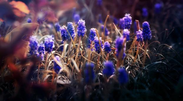 flowers, macro, blurring Wallpaper 1440x900 Resolution