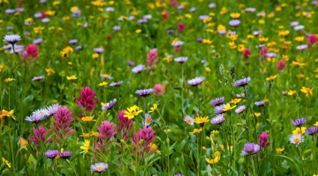 flowers, meadow, field Wallpaper 1280x720 Resolution