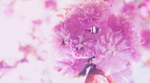 flowers, pink, bouquet Wallpaper 1280x212 Resolution