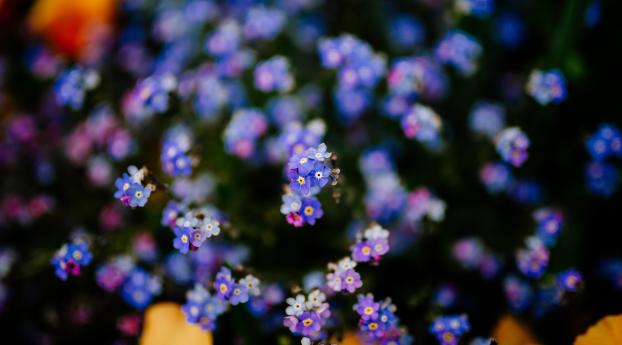 flowers, plant, blur Wallpaper 1080x2340 Resolution