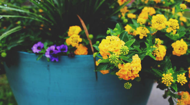 flowers, pot, yellow Wallpaper