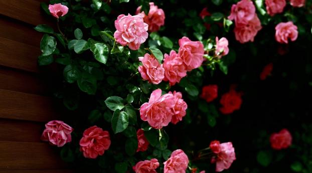 flowers, roses, wild Wallpaper 1080x2376 Resolution
