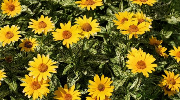 flowers, yellow, flowerbed Wallpaper 1080x224 Resolution