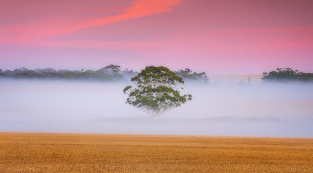 Fogy Field and A Tree Wallpaper 1242x268 Resolution