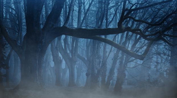 Fogy Forest Trees Wallpaper