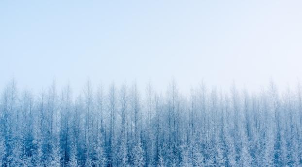 Fogy Forest Winter Day Wallpaper