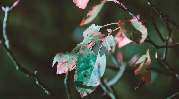 foliage, autumn, dry Wallpaper 1280x800 Resolution