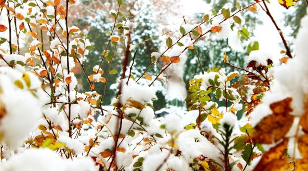 foliage, winter, snow Wallpaper 2560x1024 Resolution