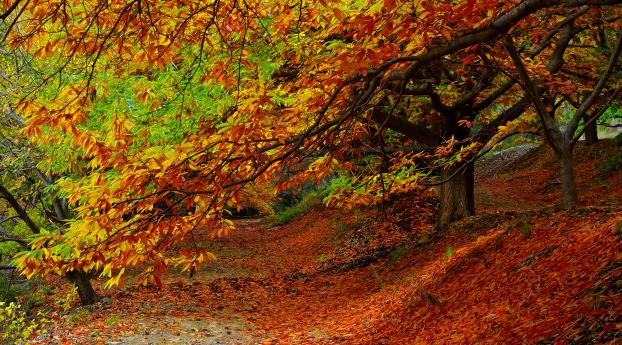 forest, autumn, foliage Wallpaper 640x1136 Resolution