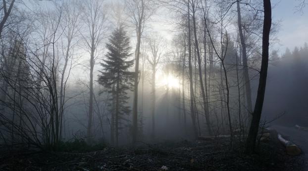 forest, fog, trees Wallpaper 1080x2160 Resolution