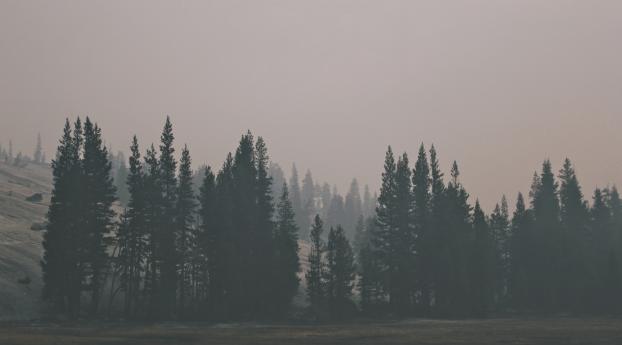 forest, hill, fog Wallpaper
