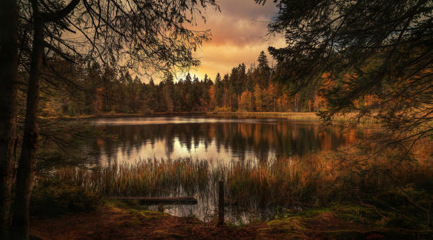 Forest Lake Landscape Wallpaper