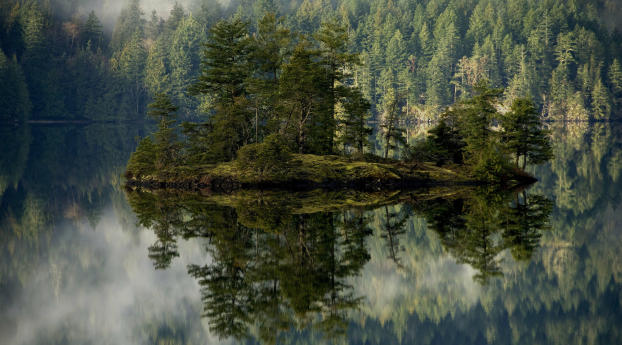 forest, lake, reflection Wallpaper 1440x2560 Resolution