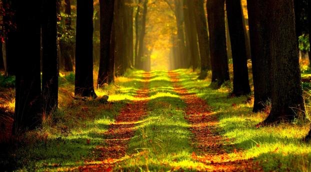 forest, path, autumn Wallpaper 640x1136 Resolution