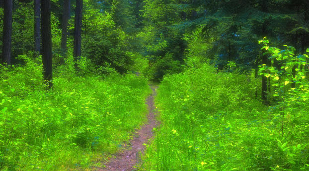 forest, path, trees Wallpaper 640x960 Resolution