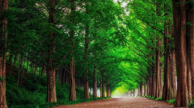 forest, road, trees Wallpaper 1366x768 Resolution