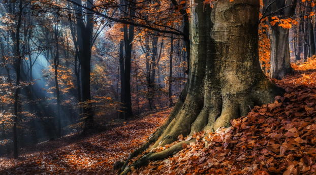 forest, trees, autumn Wallpaper 1280x720 Resolution
