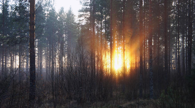 forest, trees, dawn Wallpaper 480x960 Resolution