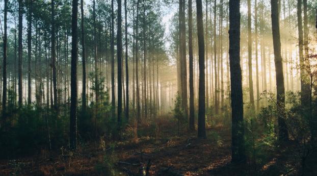 forest, trees, light Wallpaper 1440x900 Resolution