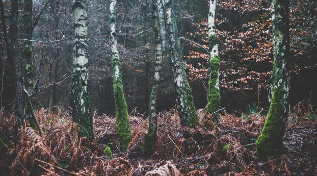 forest, trees, moss Wallpaper 1440x900 Resolution
