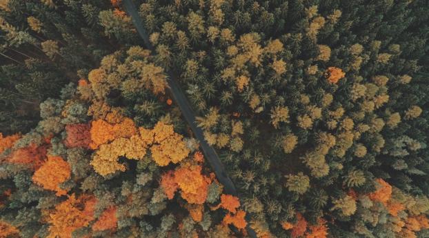 forest, trees, top view Wallpaper