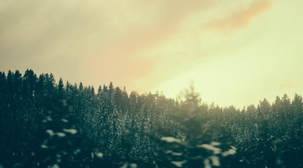 forest, trees, twilight Wallpaper 3840x1080 Resolution