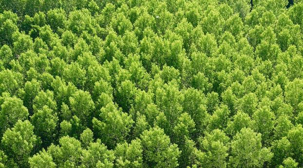 forest, trees, view from above Wallpaper 1366x768 Resolution