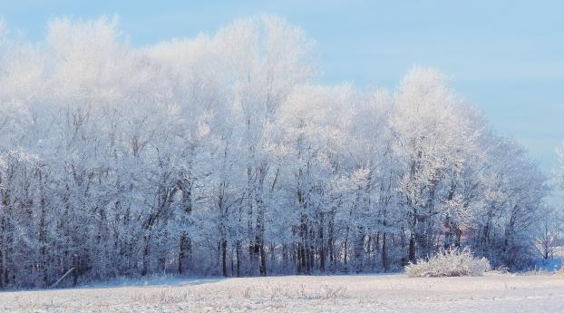 forest, winter, snow Wallpaper 3840x2160 Resolution