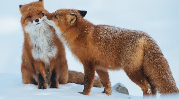 fox, couple, snow Wallpaper 1920x1080 Resolution