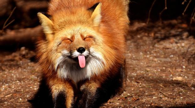fox, funny, protruding tongue Wallpaper