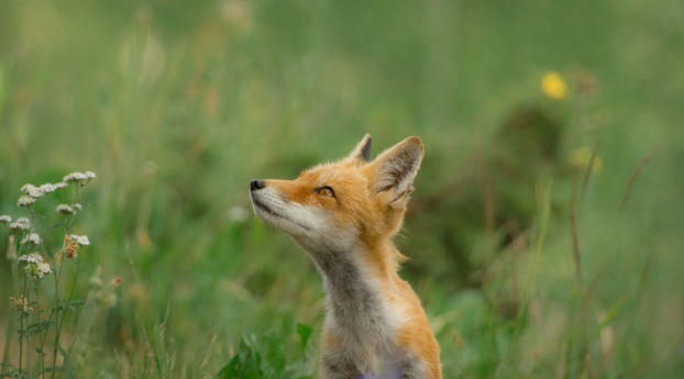 Fox In Wild Field Wallpaper 1080x2220 Resolution
