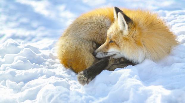 fox, snow, lying Wallpaper
