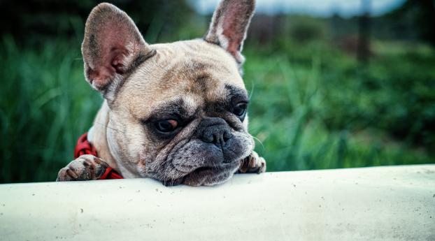 french bulldog, dog, muzzle Wallpaper 3400x450 Resolution