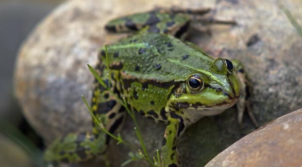 frog, amphibian, stone Wallpaper